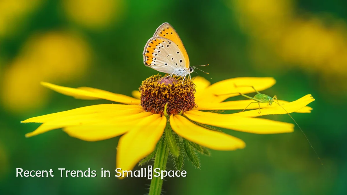 Recent Trends in Small‑Space