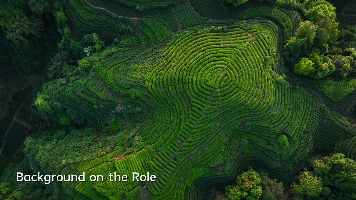 Background on the Role